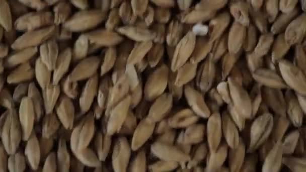 Détail des grains de maïs — Video