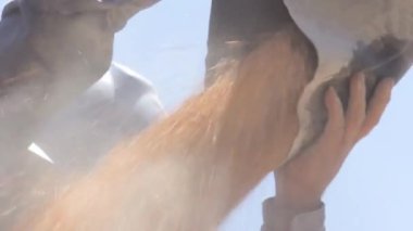 Bir çuval düşen tohumları