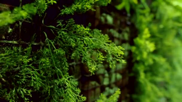 Plant covered wall — Stock Video