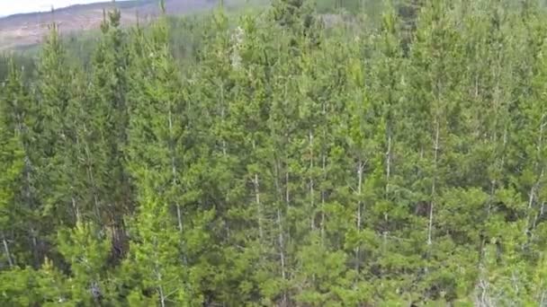 Kilátás a hegyi erdőkre — Stock videók