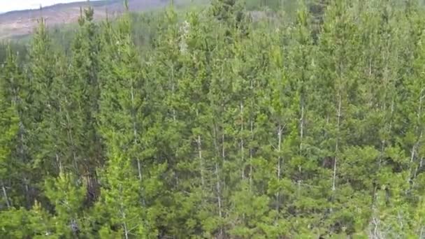 Vista del bosque de montaña — Vídeo de stock