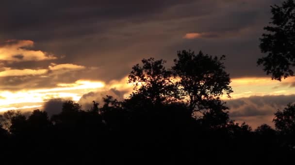 Широкий снимок заката в лесу — стоковое видео