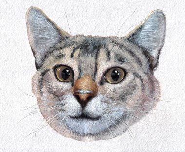 Boya, sulu boya, kedi illüstrasyon izole
