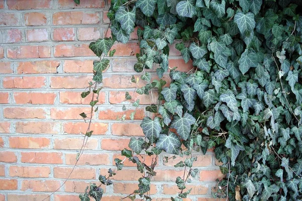 Una planta de hiedra en una pared de ladrillo — Foto de Stock