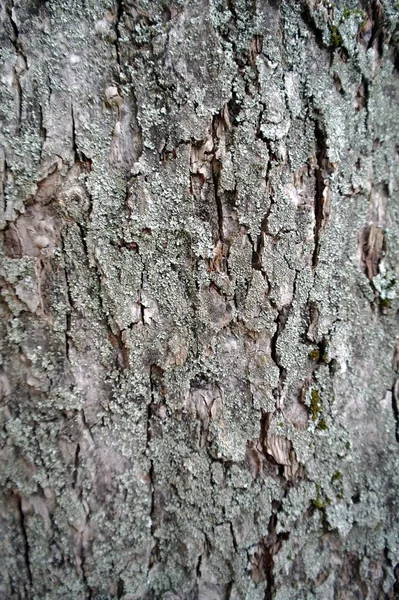 Struttura della corteccia dell'albero — Foto Stock