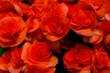 Turuncu begonia çiçek