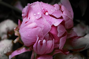 Güzel pembe şakayık