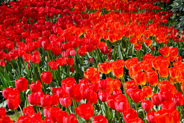 Feld der roten Tulpen — Stockfoto