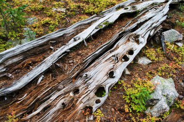 Eski bir kırık dal ahşap