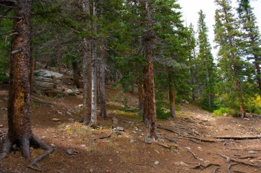 Jefferson Lake yakınlarında orman