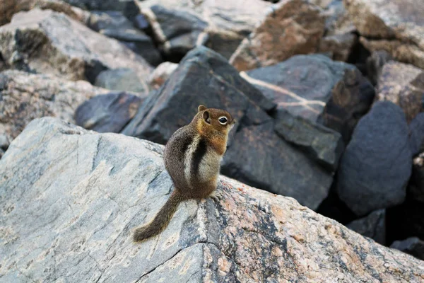 Sincap büyük bir kaya üzerinde