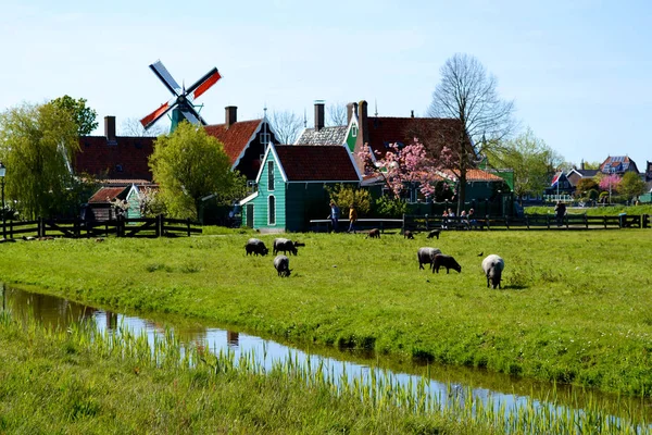 Ovejas pastando en Zaanse Schans — Foto de Stock