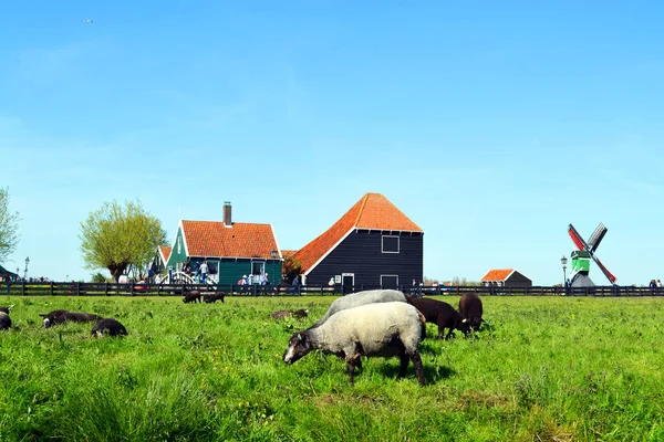 Sheeps grazing in Zaanse Schans — 스톡 사진