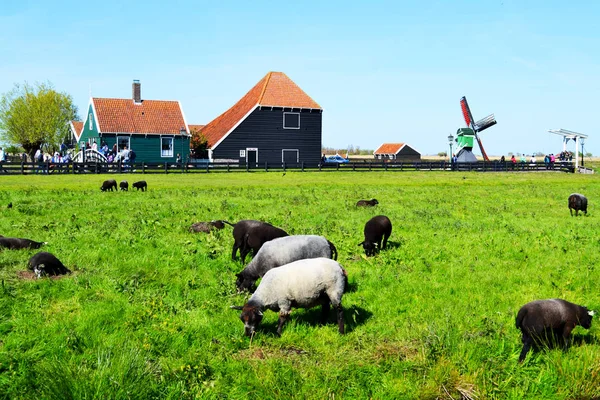 Pâturage de moutons en Zaanse Schans — Photo