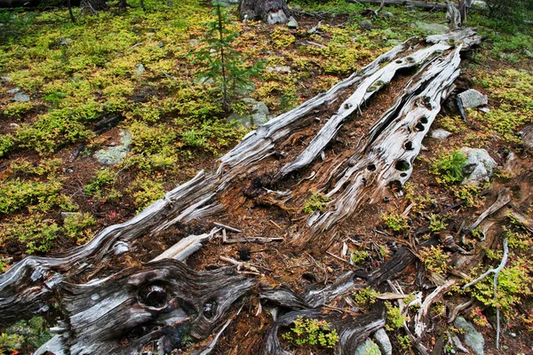 Un vecchio intoppo nel bosco — Foto Stock