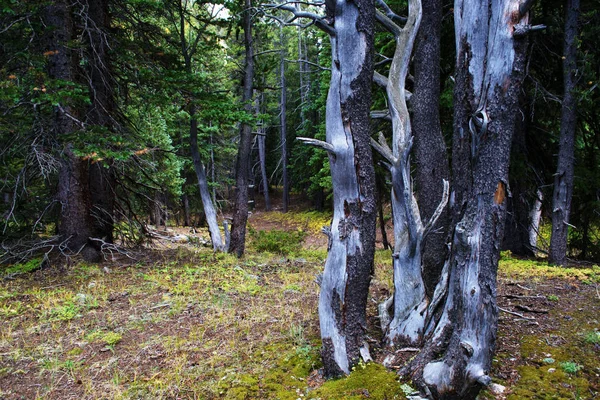 Bosque cerca del lago Jefferson — Foto de Stock