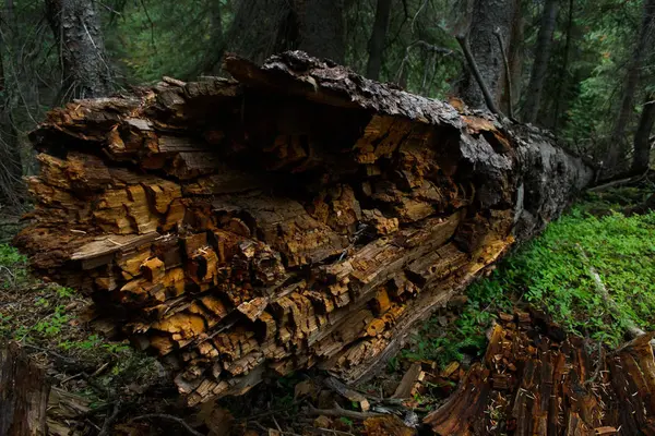 Un vecchio intoppo nel bosco — Foto Stock