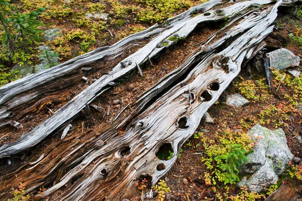 Eski bir kırık dal ahşap