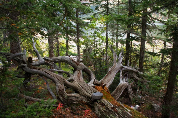 Un vecchio intoppo nel bosco — Foto Stock