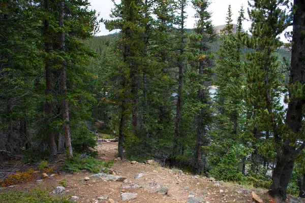 Bos in de buurt van het meer van Jefferson — Stockfoto
