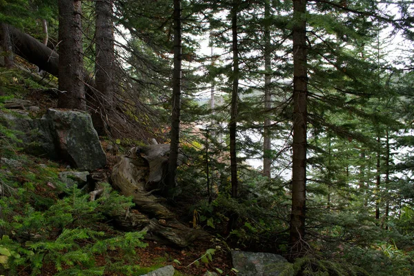 Bos in de buurt van het meer van Jefferson — Stockfoto