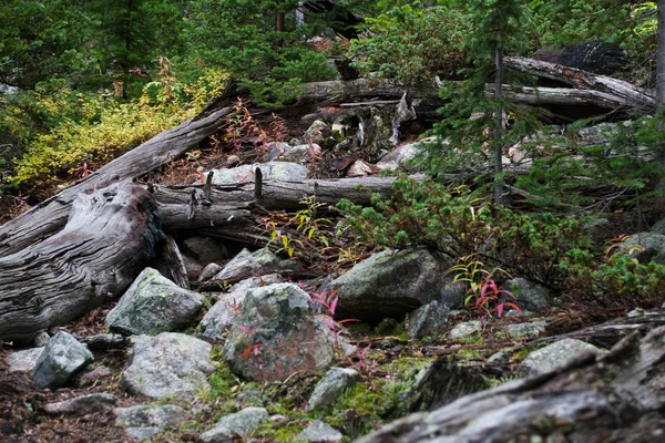 Alte trockene Stämme — Stockfoto