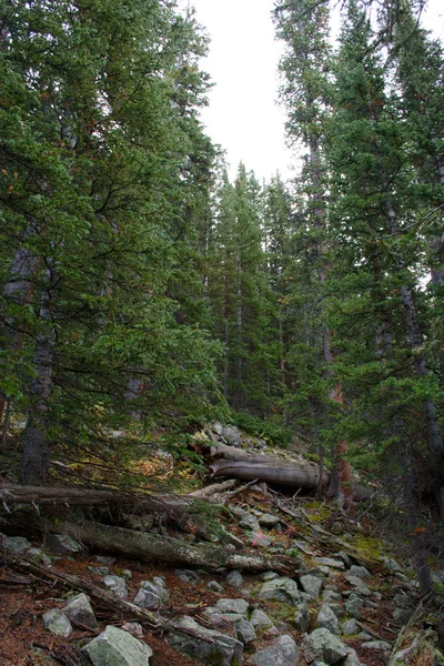 eski kuru günlükleri