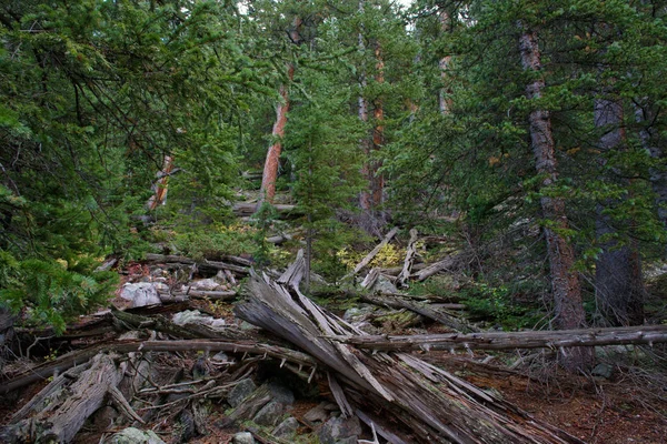 eski kuru günlükleri