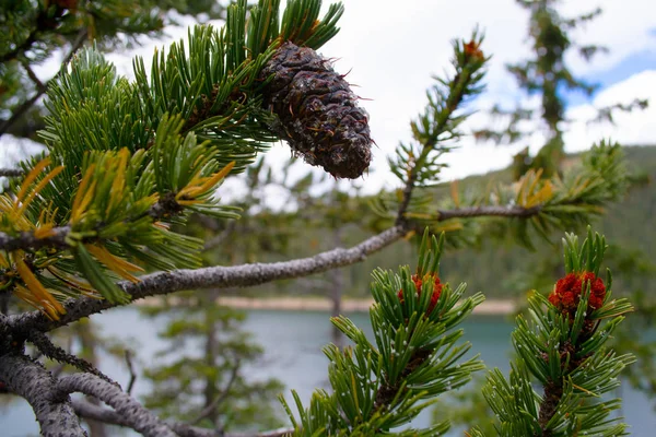 Jefferson göl kenarında koni