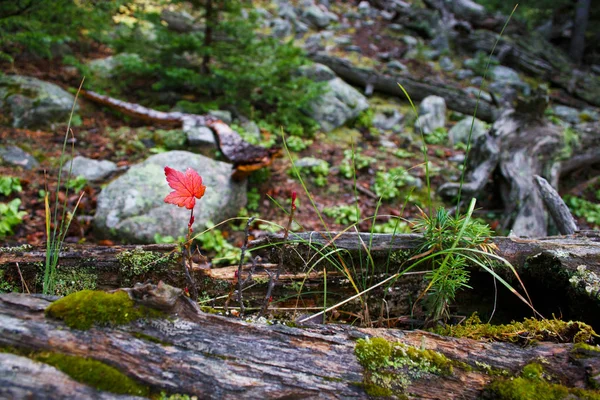 红色新鲜的叶子 — 图库照片