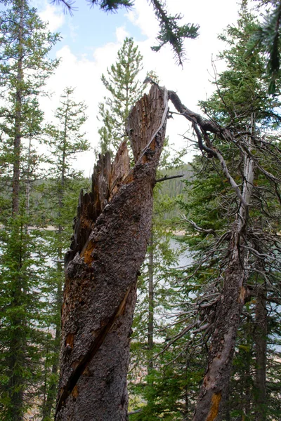 Alte Bäume in der Nähe des Jefferson Lake — Stockfoto