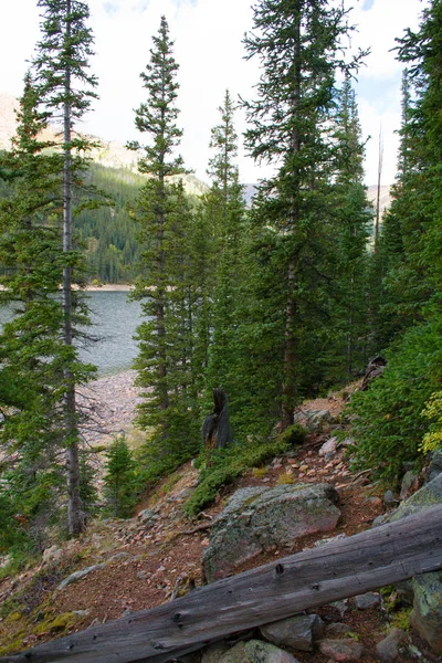 Alte Bäume in der Nähe des Jefferson Lake — Stockfoto