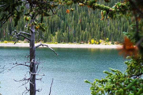 Alberi secolari vicino al lago Jefferson — Foto Stock