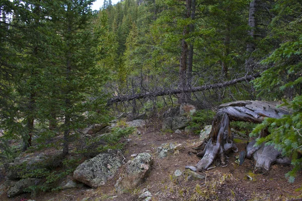 Gamla snag nära Jefferson Lake — Stockfoto