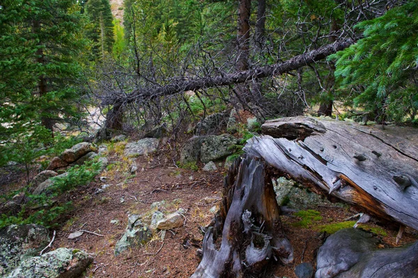 Jefferson Lake yakınındaki eski Budak — Stok fotoğraf