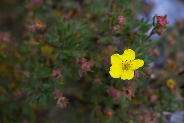 Flor amarilla cerca del lago Jefferson — Foto de Stock
