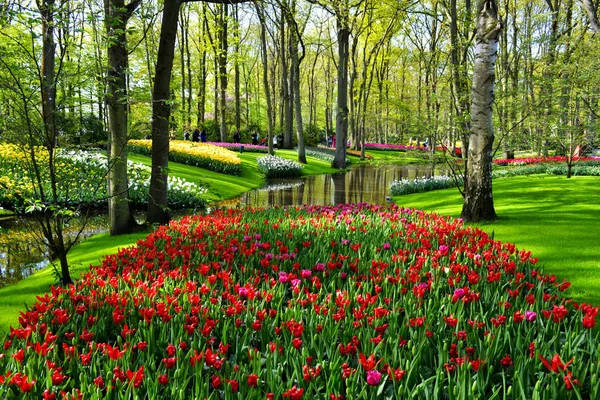 Feld aus bunten Tulpen — Stockfoto