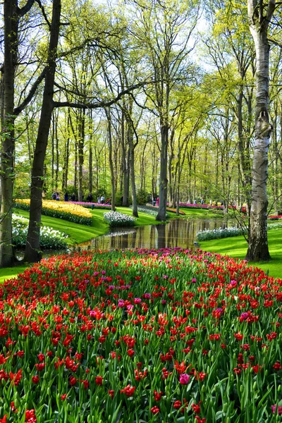 Field of multi colored tulips — Stock Photo, Image