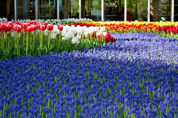 Campo de tulipanes multicolores y flores de muscari —  Fotos de Stock