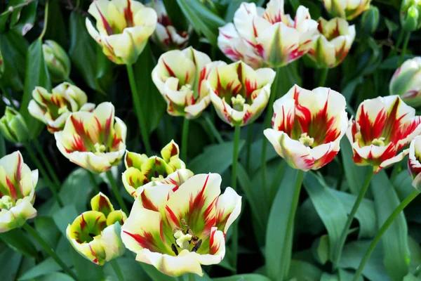 Campo de tulipanes multicolores —  Fotos de Stock