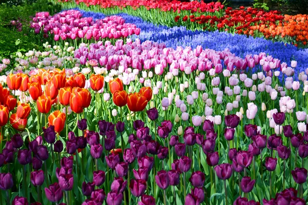 Feld aus bunten Tulpen — Stockfoto