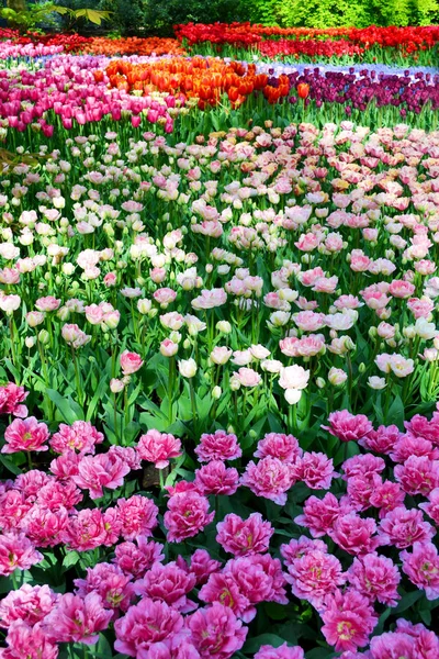 Campo de tulipanes multicolores —  Fotos de Stock
