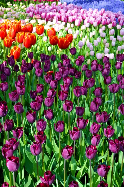 Campo de tulipanes multicolores —  Fotos de Stock