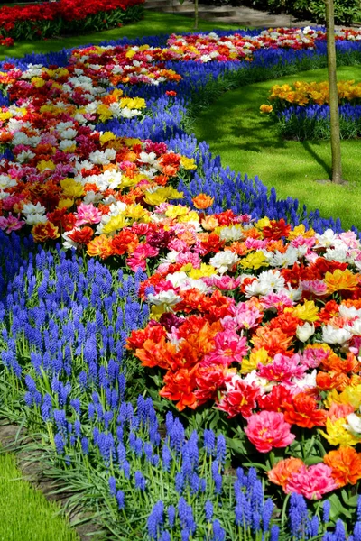 Feld aus bunten Tulpen — Stockfoto