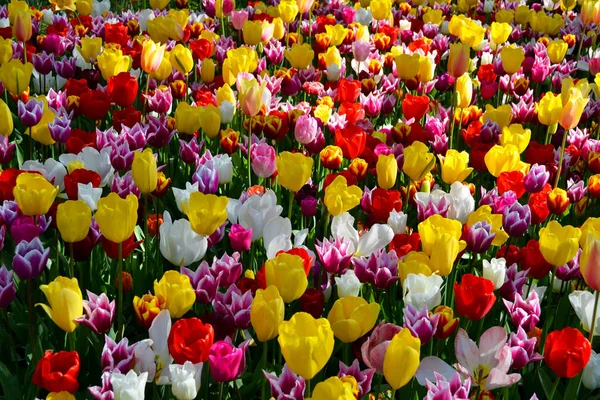 Lecho de flores de tulipanes coloridos en primavera. Keukenhof parque Países Bajos . —  Fotos de Stock