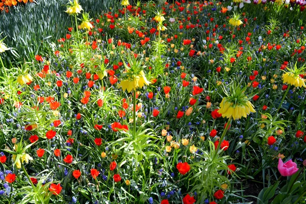 Lecho de flores de tulipanes coloridos en primavera. Keukenhof parque Países Bajos . —  Fotos de Stock