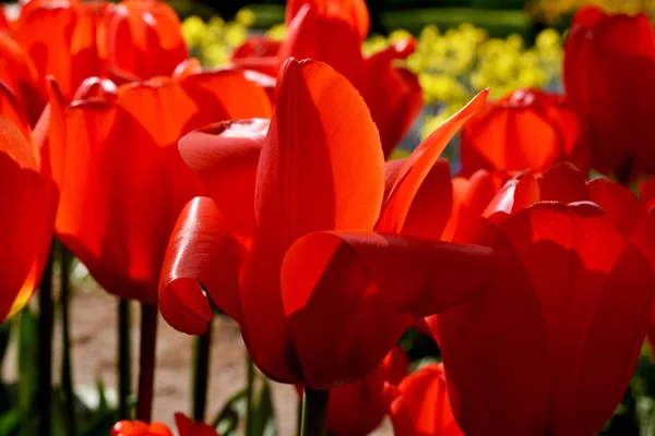 荷兰库肯霍夫公园的新鲜红色郁金香 — 图库照片