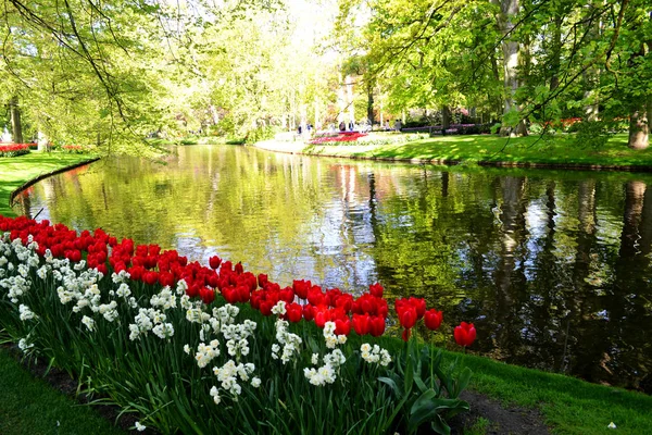 Bloem bed van kleurrijke tulpen in het voorjaar. Keukenhof park Nederland. — Stockfoto