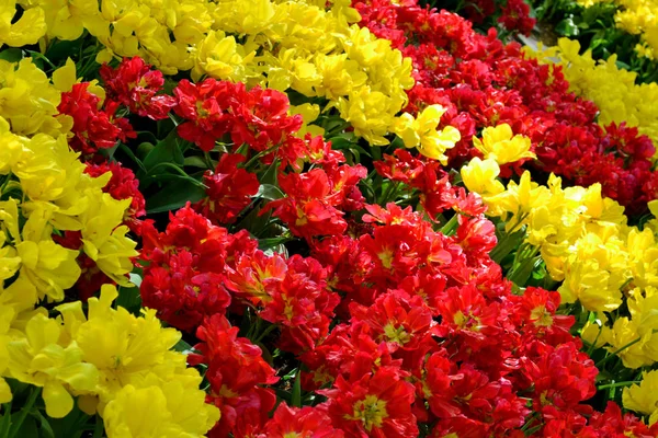 Lecho de flores de tulipanes coloridos en primavera. Keukenhof parque Países Bajos . —  Fotos de Stock