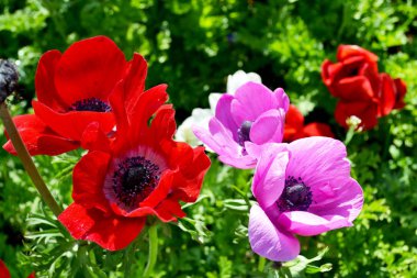 Yakın çekim anemon Keukenhof Bahçe